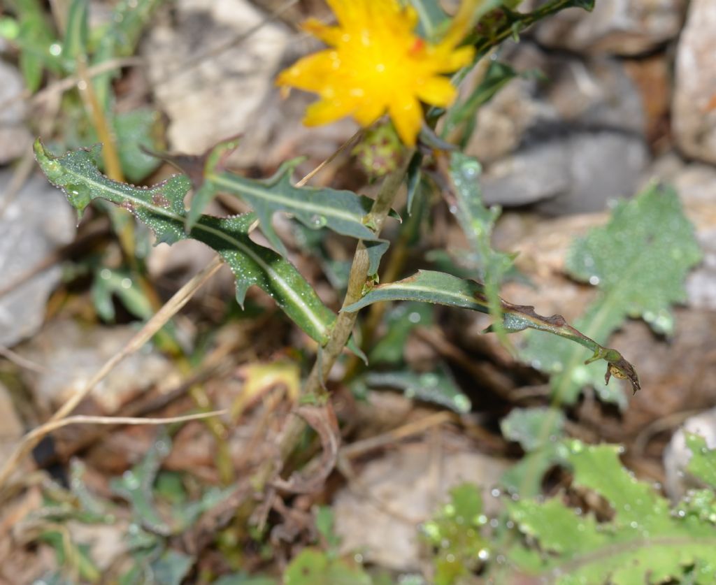 Lactuca cfr. saligna